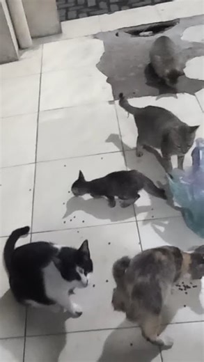 cats eating dinner on a cold and lonely night