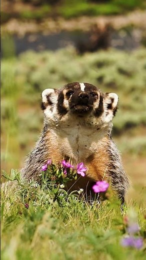 Badger: Small but Unstoppable #animals #wildlife