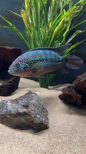 Rescuing the Jack Dempsey cichlid #jackdempsey #jackdempseyfish #jackdempseycichlid #cichlids #cichlidtank #cichlidsoftiktok #cichlid #fishtok #fishtoks #fishrescue