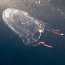 Box jellyfish research breakthrough by Manoa biochemist | University of Hawaiʻi System News