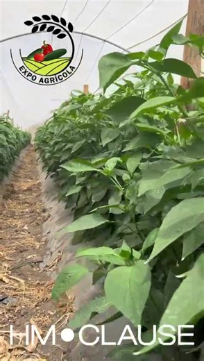 HM Clause Guatemala: Tomates, Pimientos, Pepinos, Jalapeño, Semillas