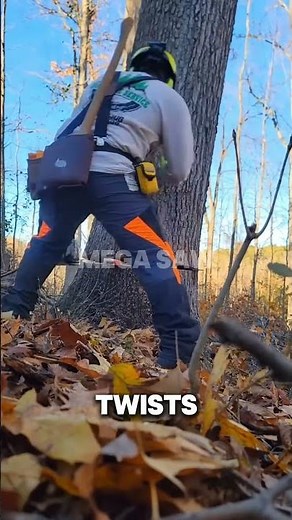 Expert Tree Felling: The Art of the Perfect Hinge