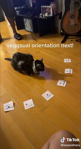 we have another slay in the house! #lgbt #bestfriend #filipino #roommates #bi #catvideos #funny #foryou #fyp #genz #friends #la