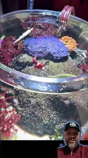 Two dreams in one aquarium: the rare Orange Spotted Filefish. #aquarium #ocean #curiosities