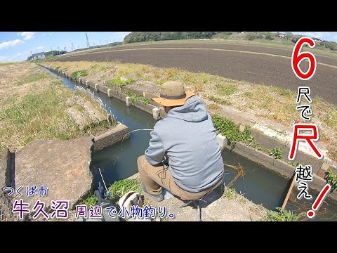牛久の水路釣り！ 6尺短竿で尺超え〇〇は焦りますー！！ つくば市 牛久沼周辺で小物釣り。