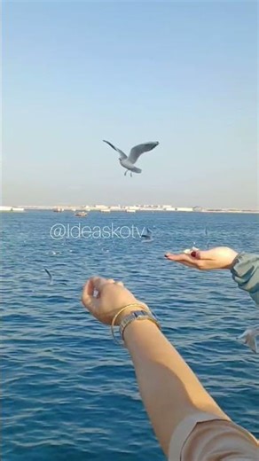 Seagulls seabirds sounds #short2026 #seagullsounds #seagulls #birds