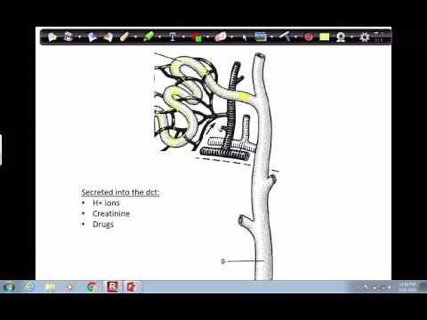Urine Formation Step 3: Tubular Secretion