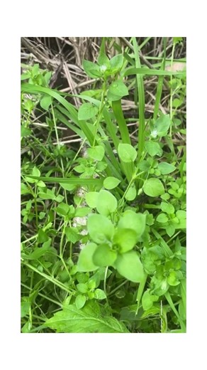 Wild foraging chickweed #bushtucker #plants #nature #foraging