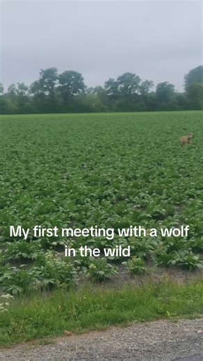 My First Encounter with a Wolf in the Wild