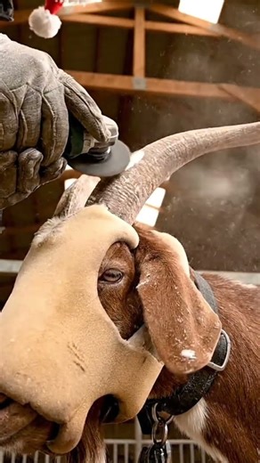 Goat Horn Tip Trim with jingle bells😁2 #goatcare #dehorning #farmsafety