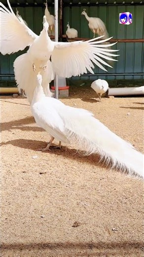 🦚 Peacock Horn Challenge | Funny & Amazing Peacock Reactions 🎺 #peacock #peacockvideo #birds