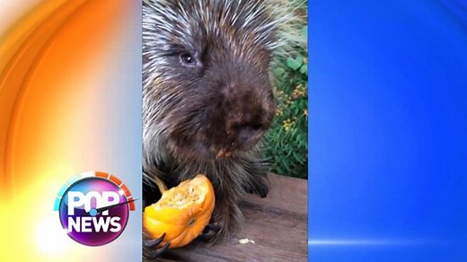 Porcupine Devours His Baby Pumpkin