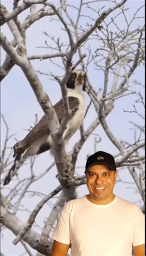 Registro espetacular onde uma ave captura uma serpente🐍.vs🦅 #Animais | Resenha Dulu