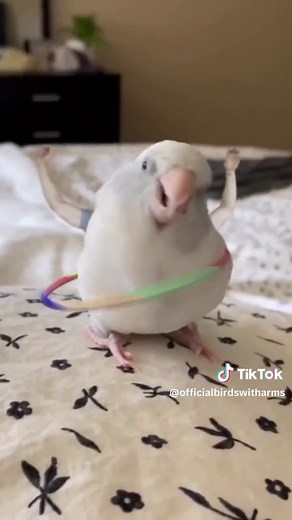 Mood 💃 #birdswitharms #fyp #birds #funnybird #birds #birdtok