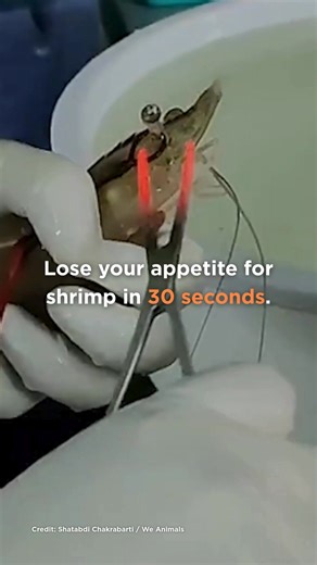 Shrimp, also known as “prawns,” are the most-farmed animals in the world. An estimated 440 billion of these animals are farmed and killed each year for human food. Several countries now recognize shrimp as sentient beings. This means they can feel pain, which raises major ethical and legal concerns about their treatment in farms. Through simple changes, we can positively impact billions of animals each year. Please leave shrimp off your plate. #Shrimp #Prawns #FarmedAnimals | Mercy For Animals