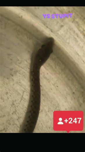 snak funny முரட்டு சம்பவம்#twist funny #subscribe #short 💯🎉💕💕💕