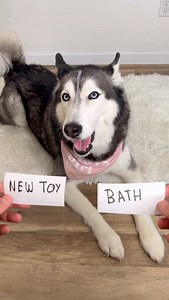 12K views · 6.1K reactions | Playing The Challenge Game With Meeka  | Meeka The Husky | Facebook