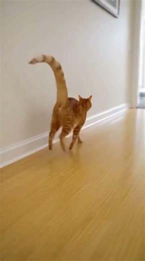 Fearless Cat Slaps Big Dog & Runs Like a Boss 😂🐱 | Funny Animal Short #youtubeshorts #cat