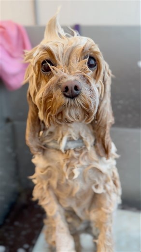Cute Cavapoo grooming #grooming #dogshorts #puppy #dog #pets #cutedog