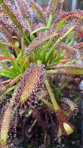 271 reactions | Drosera capensis “lamina golden green w/ deep red glands” (Franschhoek Mtns) Lowrie from @insectsinside_nursery | Jeremiah's Carnivorous Plants | Facebook
