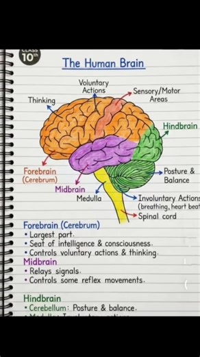 Human Brain Diagram With its parts for class10th #science #important #diagram #board #biology