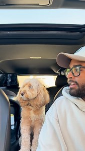It’s the way she fully listened for me 😳 #dogs #puppylove #minicockapoo | Luna The Mini Cockapoo