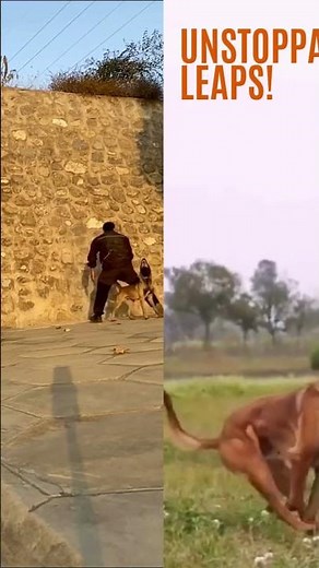 🚀 Ultimate Agility: Belgian Malinois Jumps & Climbs Like a Pro! 🐕💥#shortsvideo I#belgianmalinois