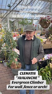 #add CLEMATIS AVALANCHE “ Evergreen Climber for wall fence or arch .Smothered in white flowers in spring and early summer.Planting time is from now!Available in WEBSHOP https://pergolanurseries.ecwid.com ALL IRELAND DELIVERY 🚚 32 Counties Pergola Nurseries Garden Corner,Virginia, Co Cavan “A gardeners oasis of quality plants “Open Tuesday to Saturday 10.3-6Open Sundays 2-6#fy #grow #gardenideas #gardening #foryoupage #foryou #garden #gardenireland #happygardening #fyp #garden #evergreenclimbing