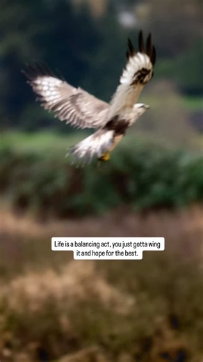 A life lesson from a rough legged hawk… Just wing it! #RoughLeggedHawk #WingIt #Wisdom #LifeLesson #Balance | Evelyn Weber