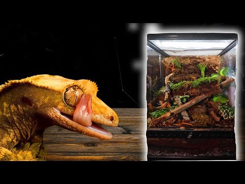 I Built A Bioactive Vivarium For My Crested Gecko And You Get To Pick The Winner!