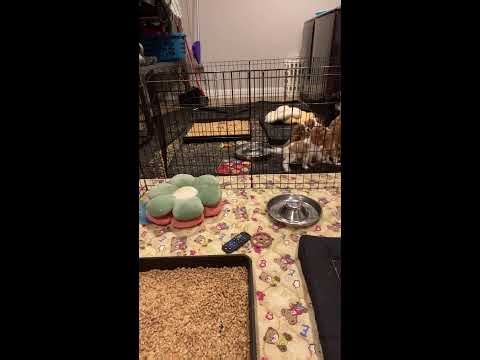 Vertical Cavalier Puppy Stream - 2/26/26