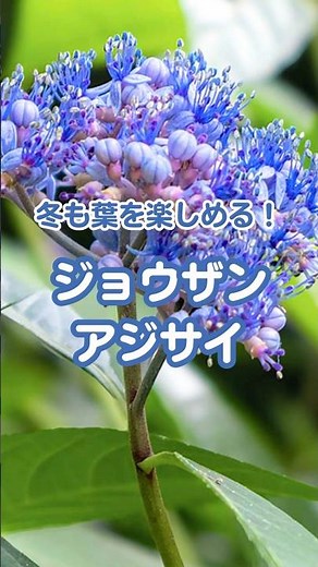 常緑のアジサイ!? ジョウザンアジサイ #アジサイ #紫陽花 #ガーデニング