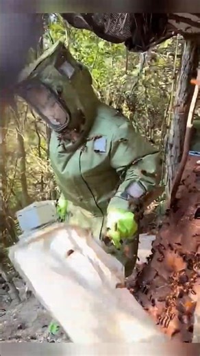 🐝Hornets in the Wild | Powerful & Fearless Insects 🐝#honey #hornet #hornets #nature #facts #viral 🐝