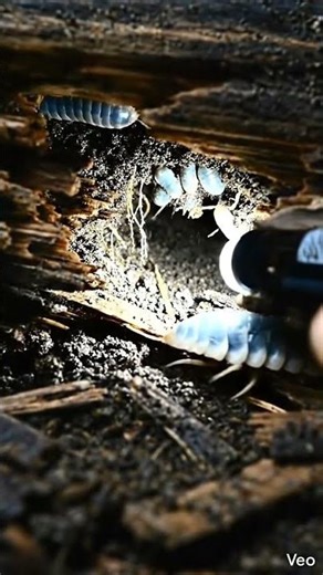 micro camera is mounted on back of pill bugs #YouTubeShorts #Viral #MicroCamera #PillBug #Woodlouse