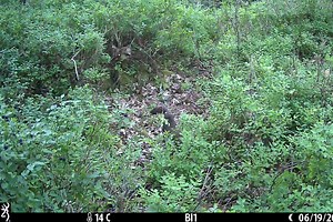 ‘Historic moment’ as reintroduced pine martens produce young on Dartmoor