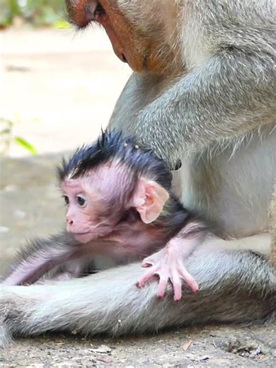 adorable and update newborn in wild 008 #newborn #monkey
