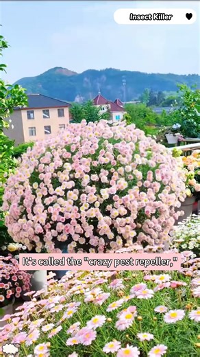 Cold resistant and Easy to Cultivate, create a beautiful space free of pests with Pyrethrum seeds! | SRK