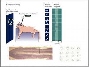 Orientation/edge detector cells in visual cortex for Life Science