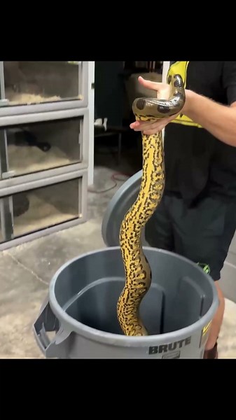 King cobra observed with python