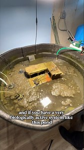 Why I had to nuke my pond – shocking results