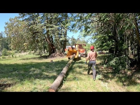 Felling and Chipping a 50' Fir Log Whole - Bandit 12XP Winch
