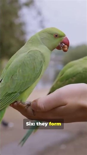 30s of Parrot Facts You’ll Repeat All Day !