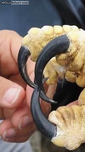 Facts about the Harpy Eagle, the World's Largest Rare Eagle the Size of a Human, Also in Indonesia