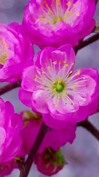 Time Lapse Flowers Blooming | Goodful