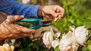The Difference Between Deadheading and Pruning—and How to Use Each for Healthier Plants and Flowers