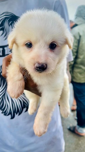 391K views · 6.8K reactions | A day in our life❤️ Location: Pallavaram Friday Market (For exact location, google it) Pet shop contact: 96007 89763 Available only on Friday. . . . . . #tamilreels #couplereels #petlovers #pallavaramfridaymarket #gowtisowbi | gowtisowbi | Facebook