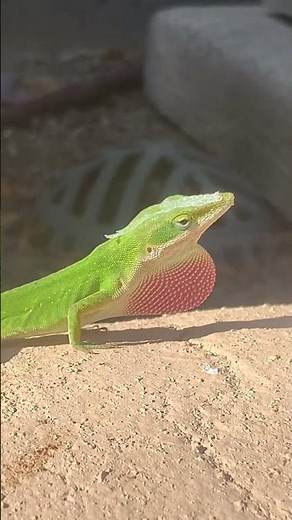 Lizard doing push-ups 🦎💪