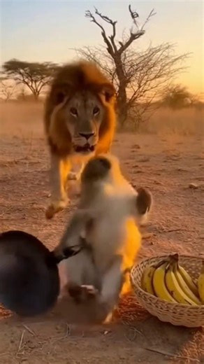 lion vs monkey🤣 #shorts #funny #shortsfeed