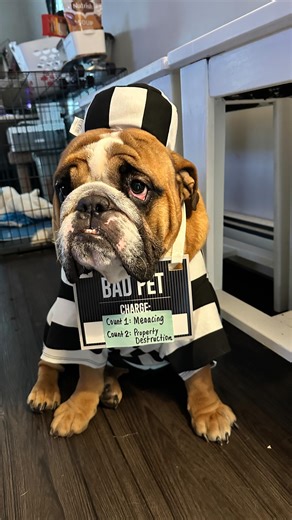 Give it up for this year’s Halloween Costume Contest winner  Bernie Mac won us over this year! Thank you to everyone who submitted photos. We loved seeing all your pets dressed up for the spooky season! #halloweenpets #petcostumecontest #dogsofig #dogstagram #petlovers | Westhampton Beach Animal Hospital | Facebook