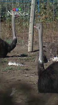 Supreme Court of Canada grants stay on ostrich cull, farm’s lawyer says